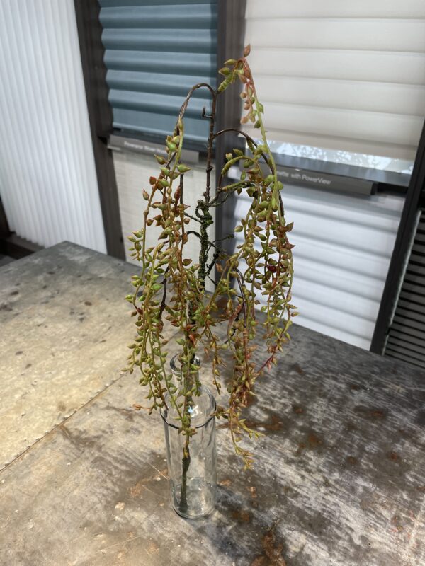 Hanging Succulent Spray - Image 2