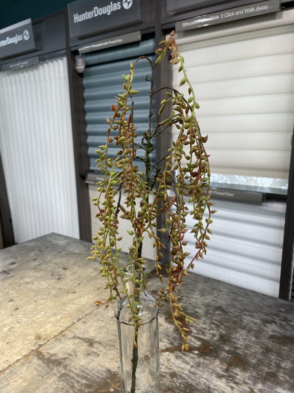 Hanging Succulent Spray