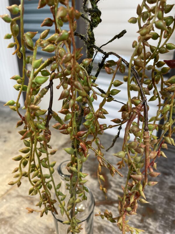 Hanging Succulent Spray - Image 3